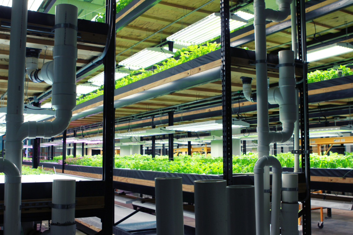 Racks of different plants are stacked to the ceiling at Urban Organics facility in St. Paul. The facility is an old brewery that has been converted to a small farm. Its post-brewery status comes with an additional bonus as well: Having been built a brewery gives Urban Organics access to freshwater wells, so they don’t have to treat the water.