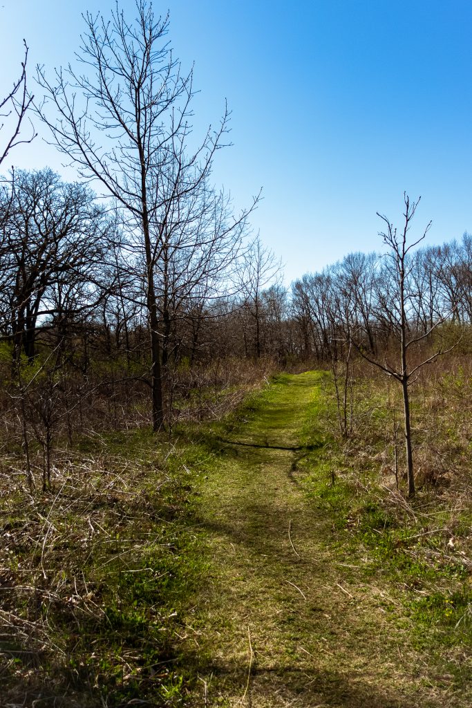 A grassy hiking path through a wooded section of the Ice Age Trail.