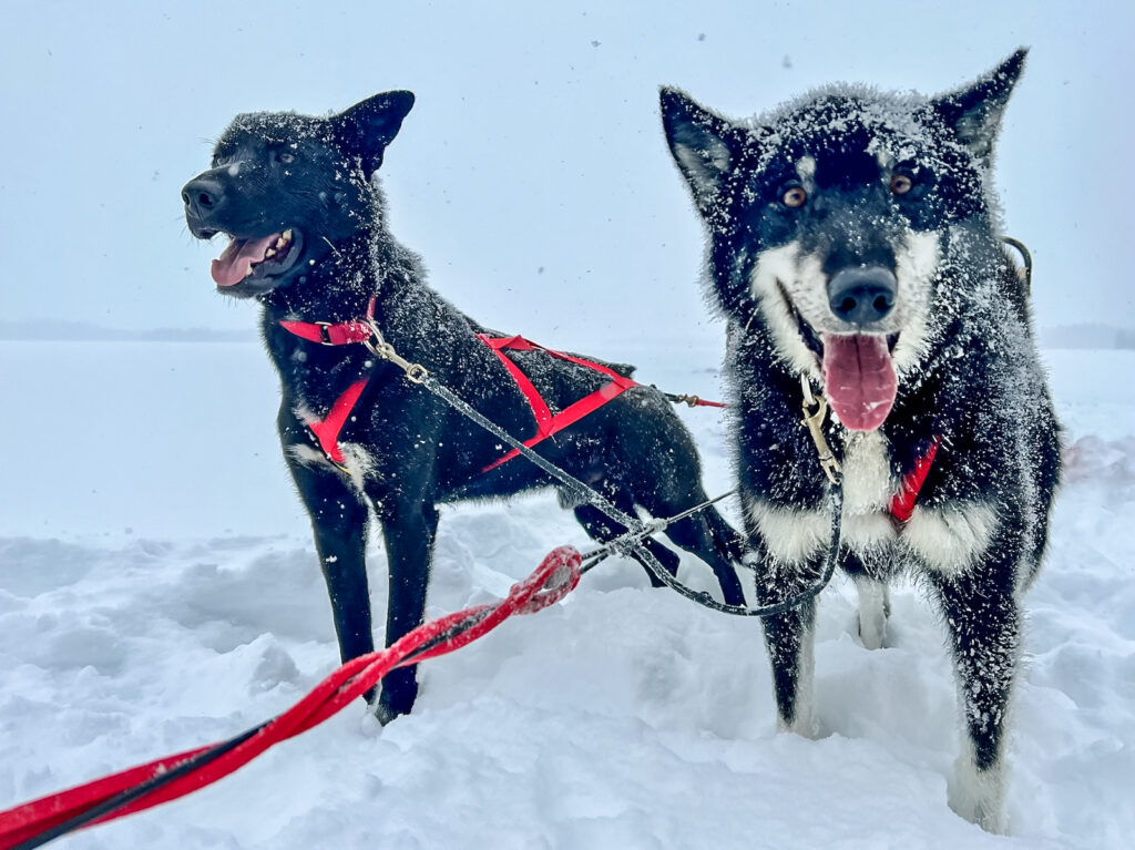 Two dogs, one black and one with white markings, stand looking at the camera. Both are covered in snow.
