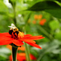 Protecting Iowa Pollinators