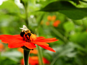 A bee on a bright flower.