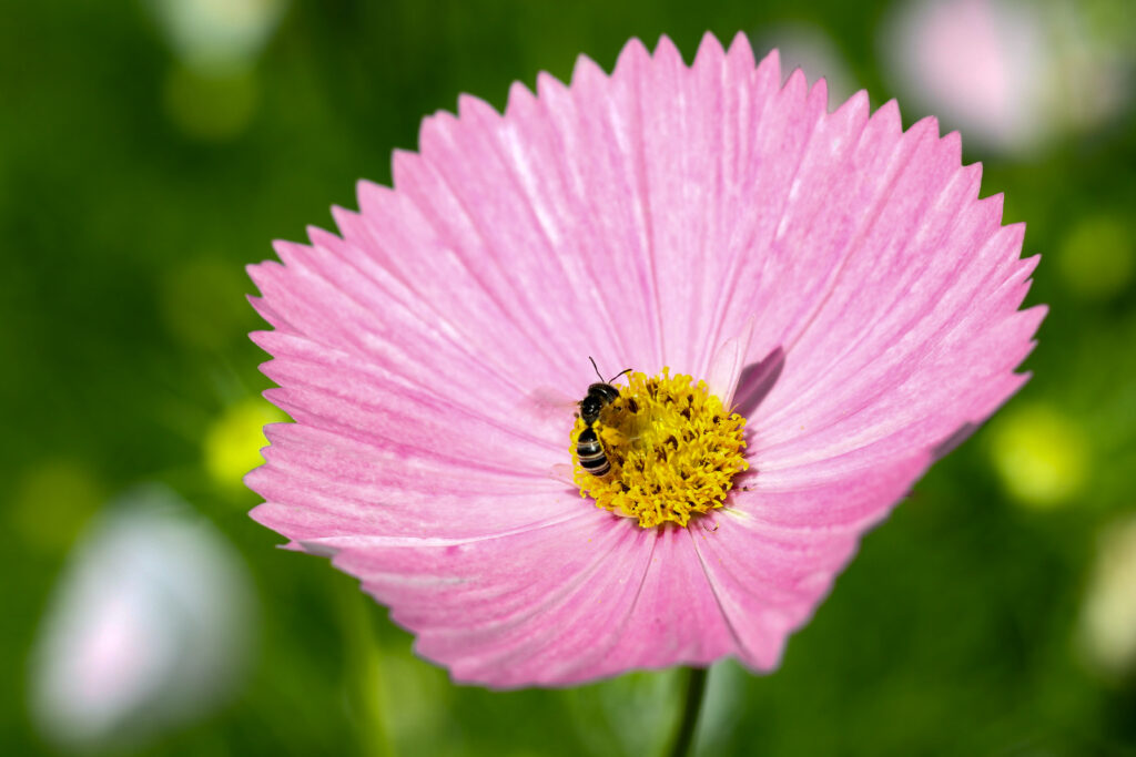 A bee rests on a pink flower.