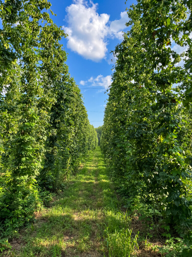 Two rows of 20-foot-tall Humulus lupulus plants expand across a six-acre hops farm in Fort Calhoun, Nebraska.