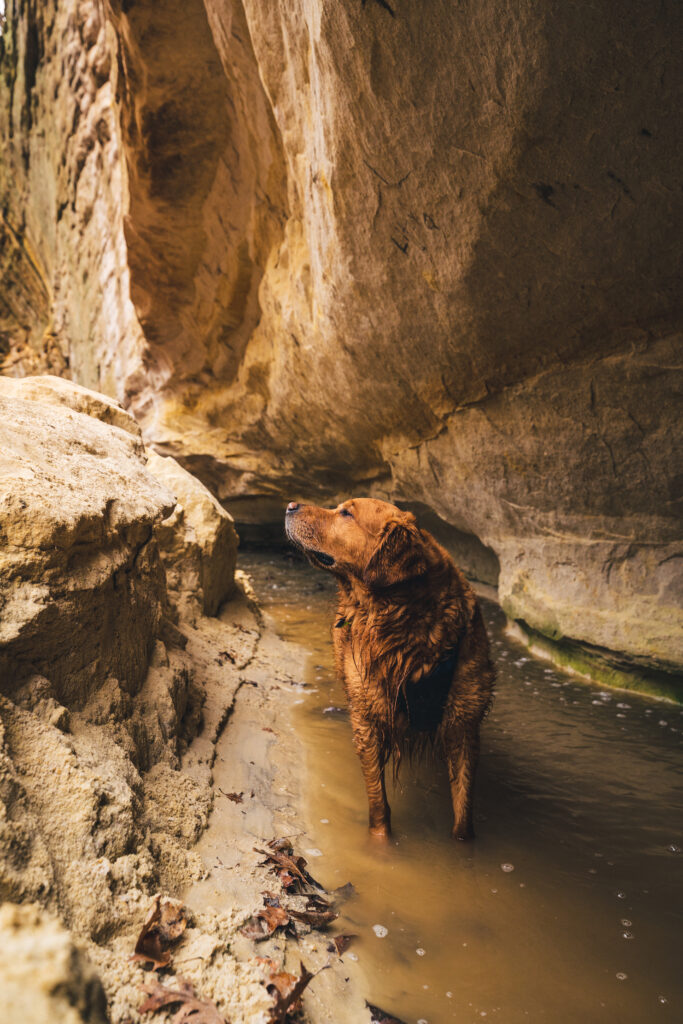 A dog stands in a small river under a rock formation. 
