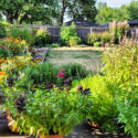 The Growing Importance of Native Plants