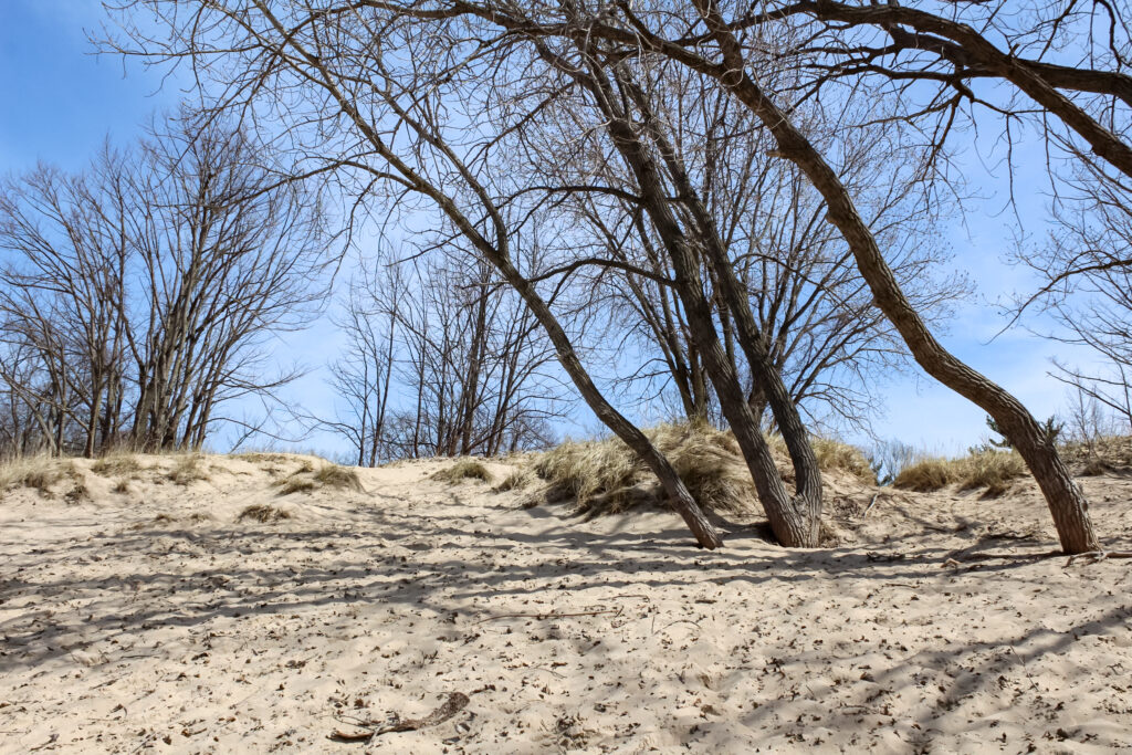 An image looking upwards on a sand dune with trees and long grass poking out of the sand. 
