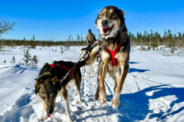 Two dogs lead a sled, one with his head down and the other jumping up.