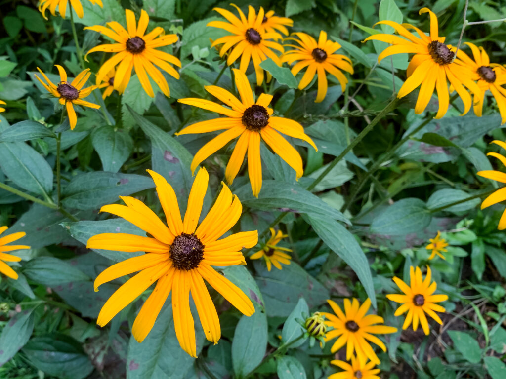 An image of about 10 Black-Eyed Susan flowers. Black-Eyed Susans are relatively large wildflowers with a black or dark-brown central cone surrounded by long, yellow petals.

