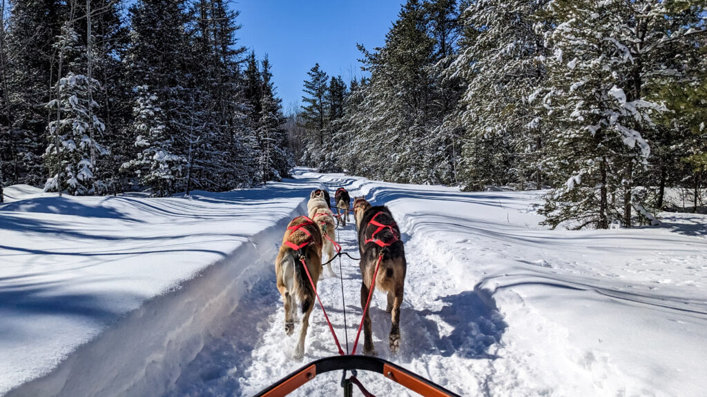 A trail surrounded by snow-covered pine trees stretches out before a dog sled, with seven dogs pulling it along.